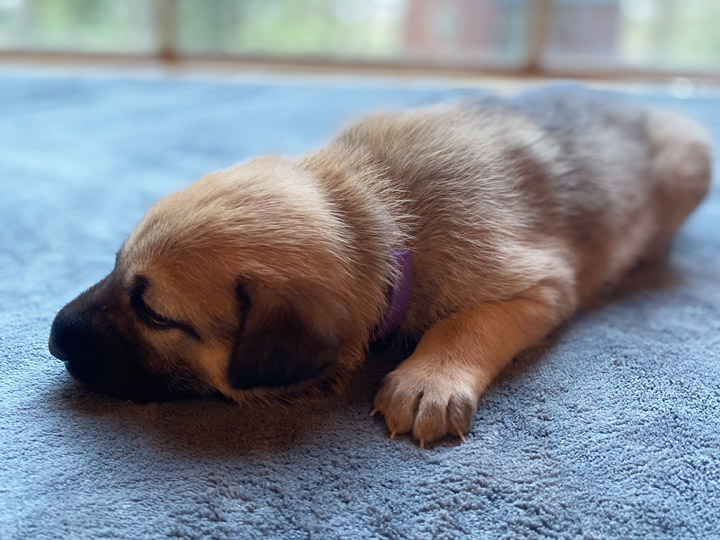 chinook puppy